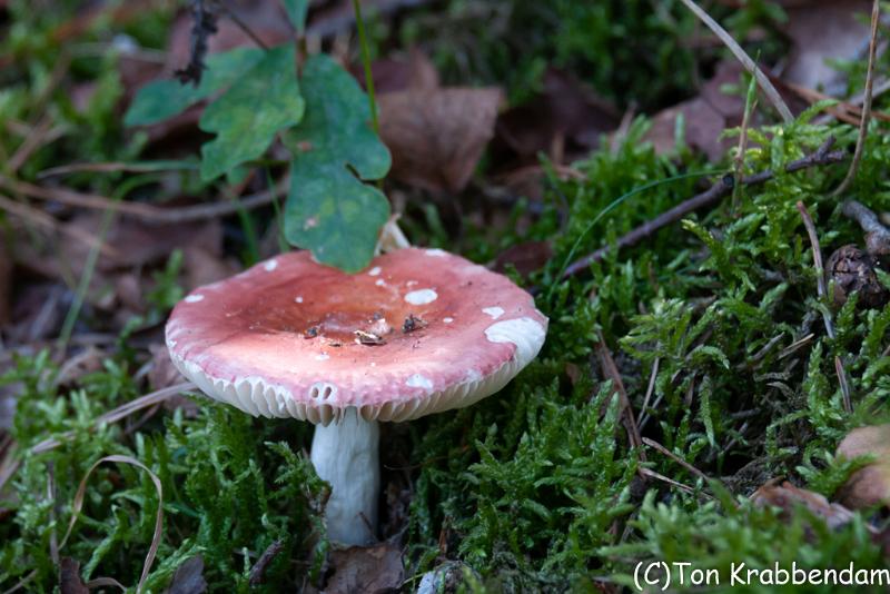 Russula-0463.jpg