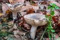 Berijpte russula-0609