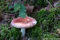 Russula-0463