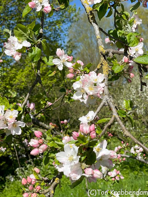 Appelbloesem-0683.jpg