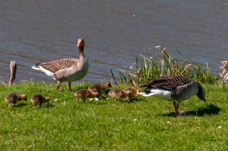 Familie grouwe gans-5577.jpg