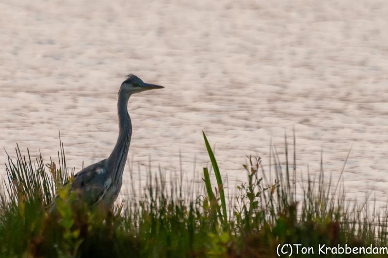 Blauwe reiger-6841.jpg