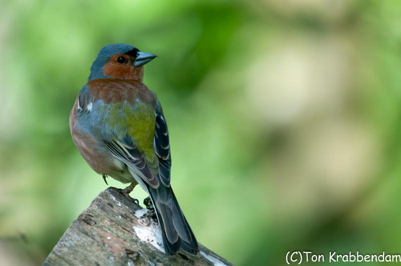 Vink-7314.jpg