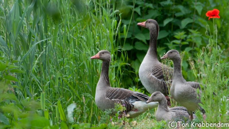 Familie gans-7460.jpg