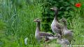 Familie gans-7460