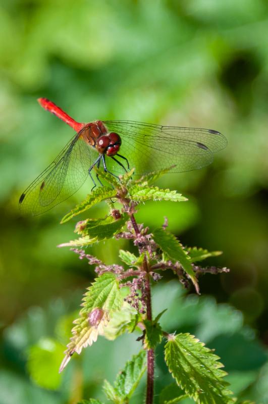 Bloedrode heidelibel-8424.jpg