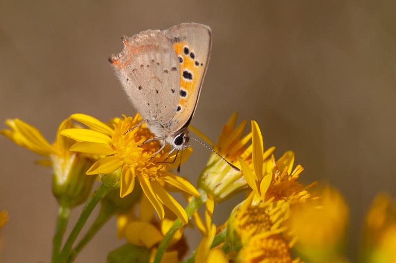 Kleine vuurvlinder-8289.jpg