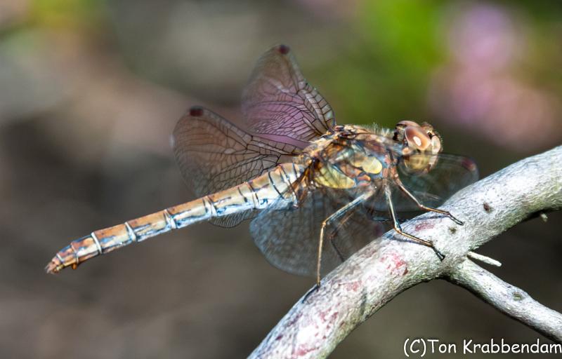 Bruinrode heidelibel-8994.jpg