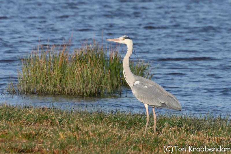 Blauwe reiger-5070.jpg