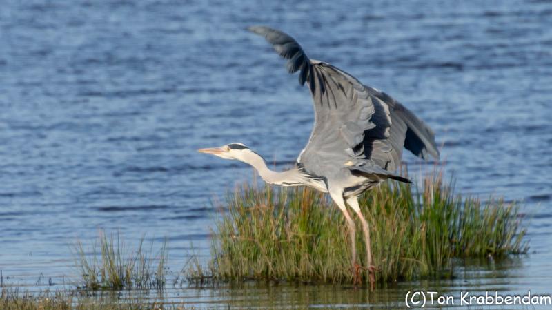 Blauwe reiger-5082.jpg