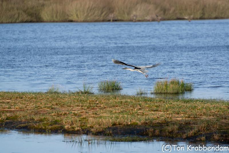 Blauwe reiger-5083.jpg