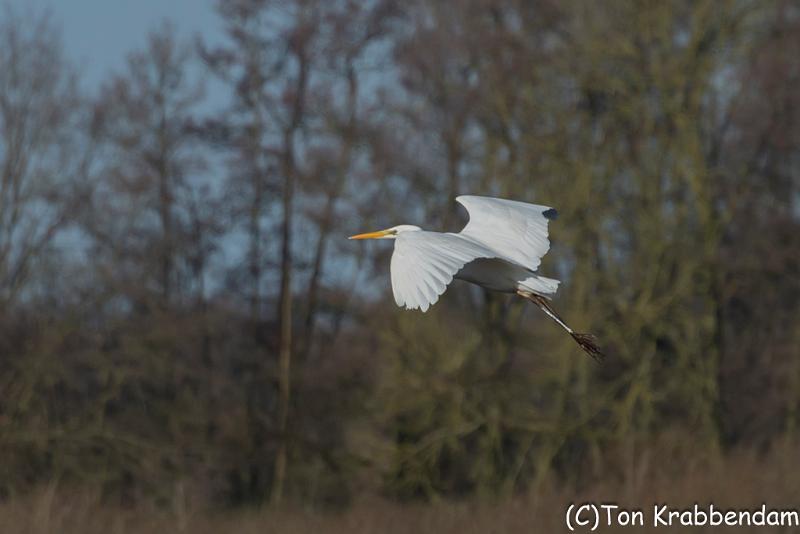 Zilverreiger-5046.jpg