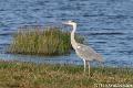 Blauwe reiger-5070