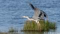 Blauwe reiger-5082