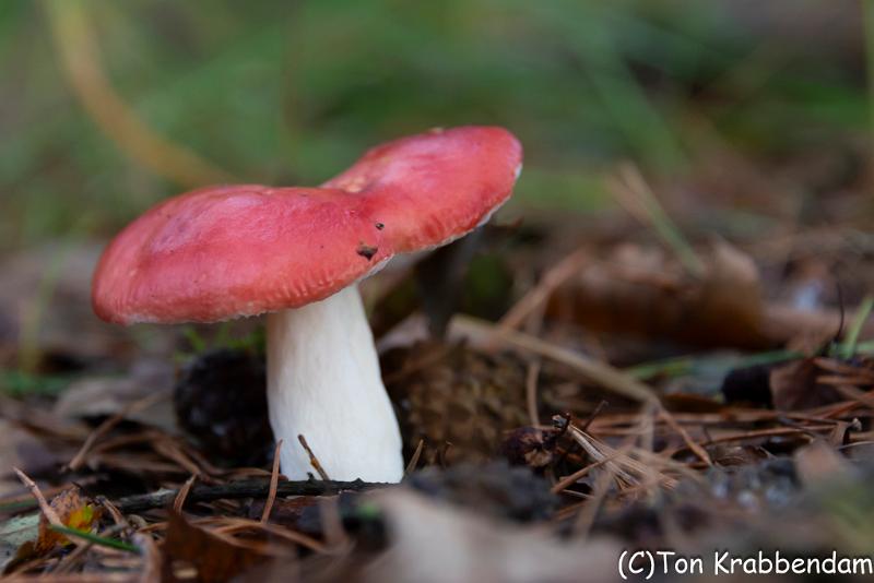 Braakrussula-0806.jpg