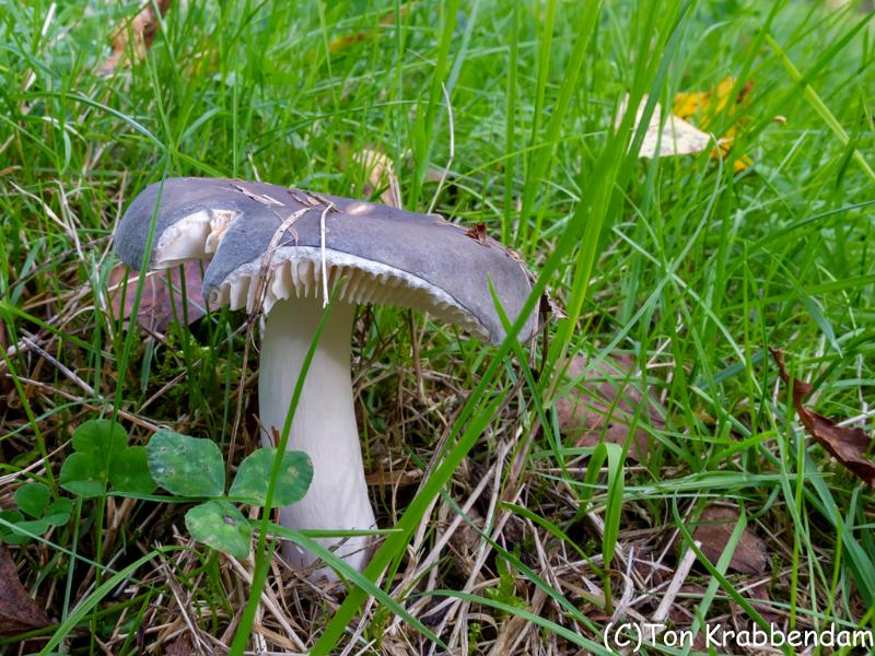 Berijpte russula-3549.jpg