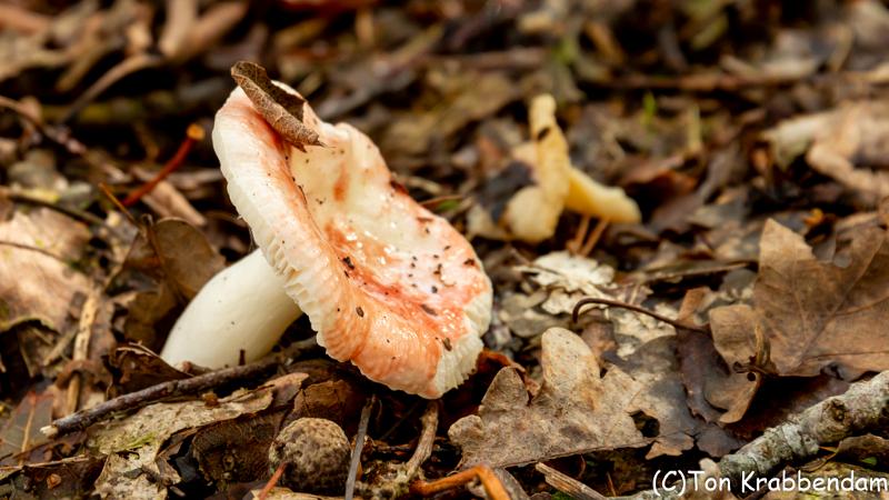 Russula-0710.jpg