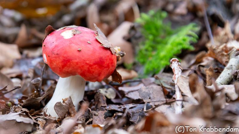 Russula-1511.jpg