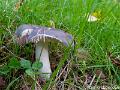 Berijpte russula-3549