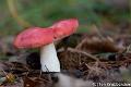 Braakrussula-0806