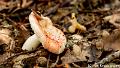 Russula-0710