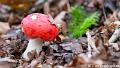 Russula-1511