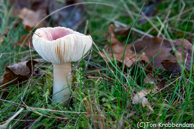 Broze russula-2096.jpg