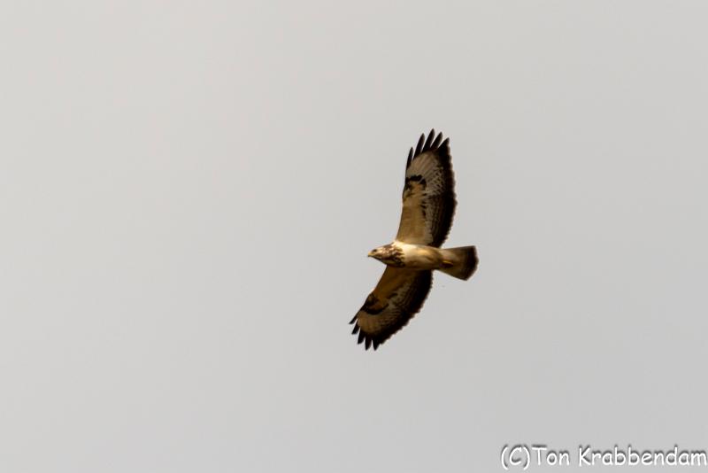 Buizerd-5547.jpg