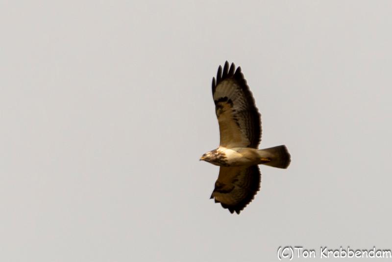 Buizerd-5548.jpg