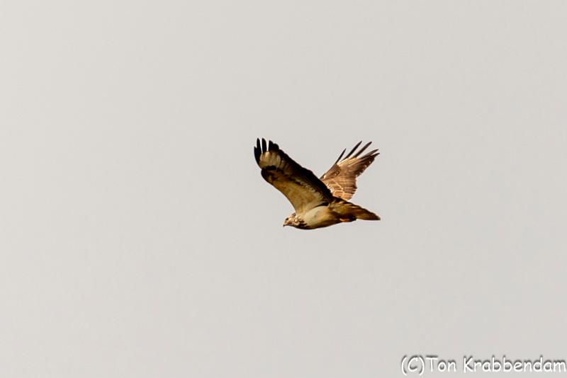 Buizerd-5550.jpg