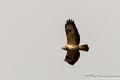 Buizerd-5548