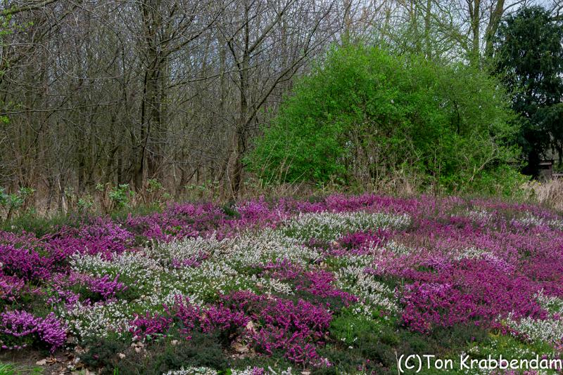 Heide in bloei-5396.jpg