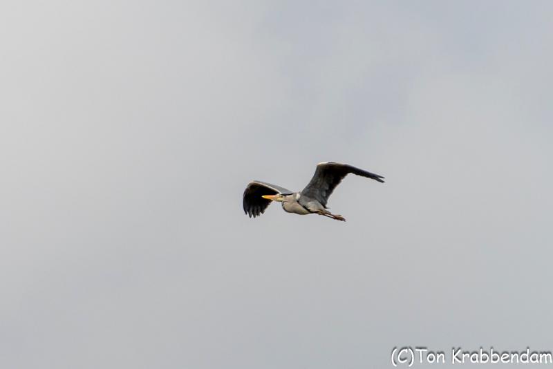 Blauwe reiger-5818.jpg