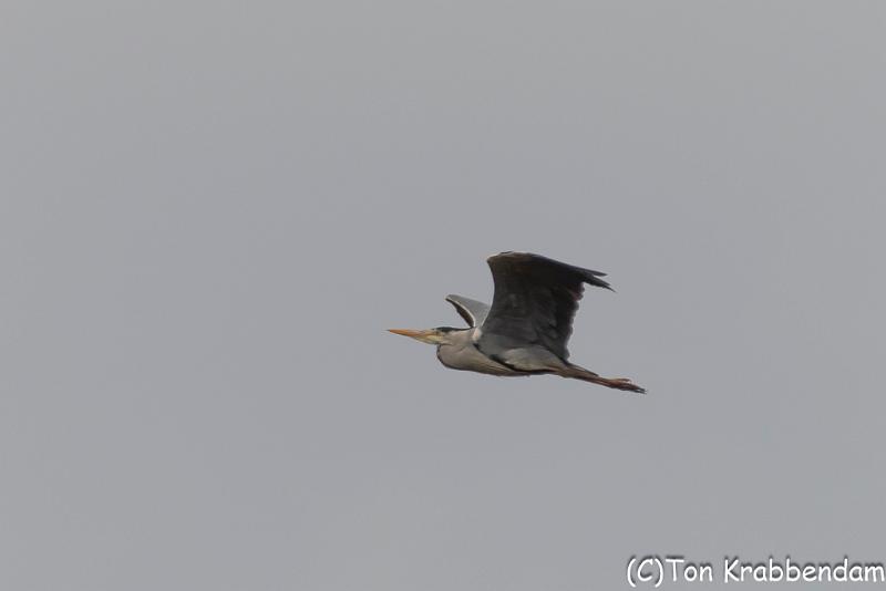 Blauwe reiger-5825.jpg