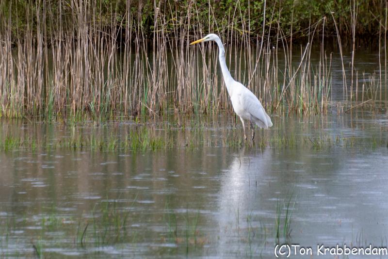 Zilverreiger-5811.jpg