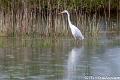 Zilverreiger-5811