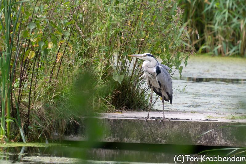 Blauwe reiger-7129.jpg